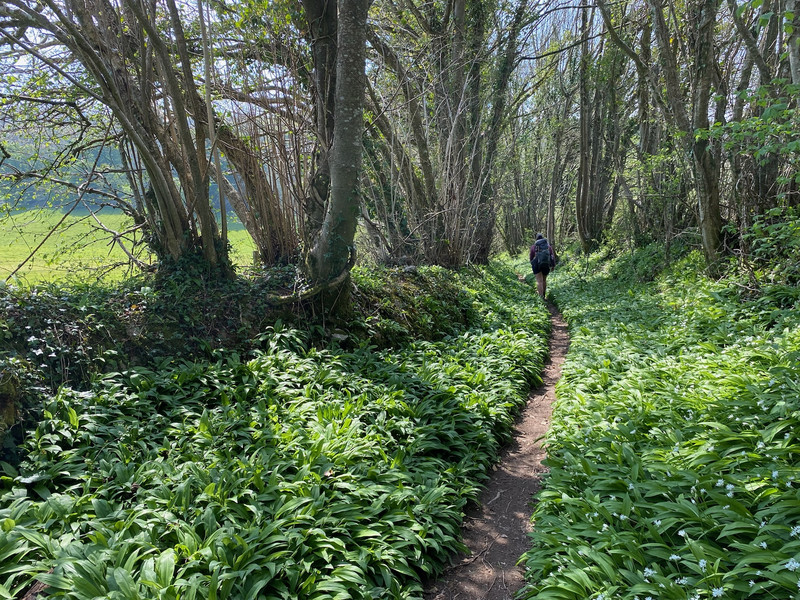 Wild garlic path