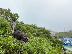 Pelican says adios