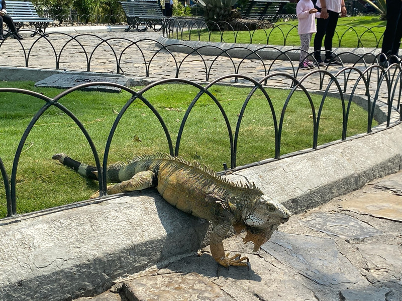 Iguana park