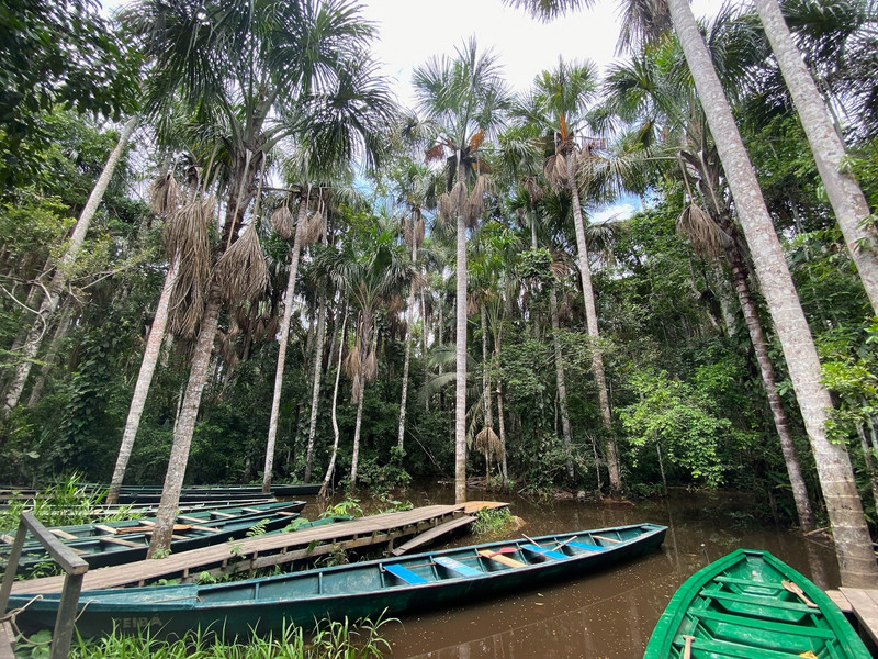 Boats and palms
