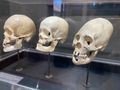 Machu Picchu museum - skulls