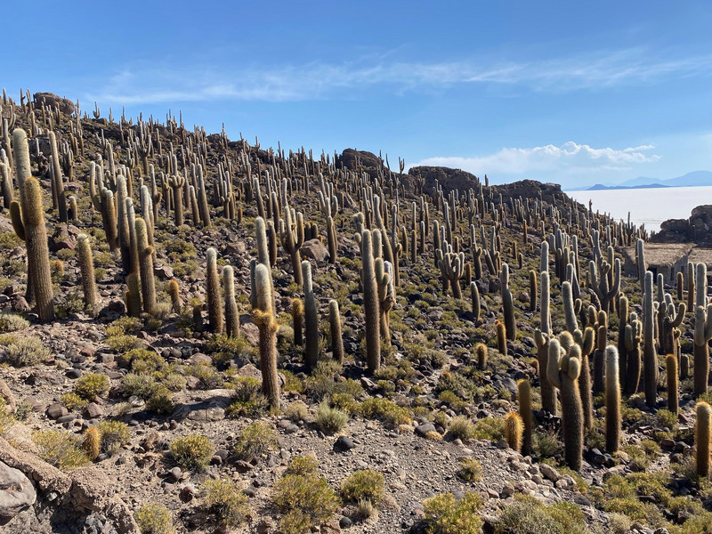 so many cacti 