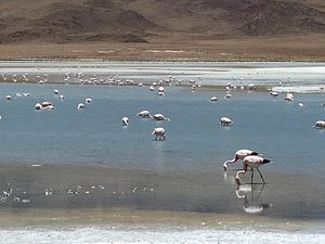 Lots of flamingoes 
