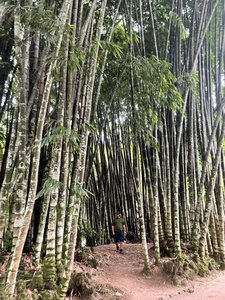 Man in bamboo