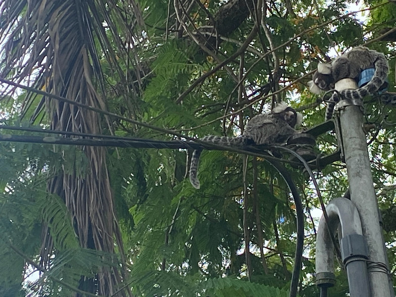 Monkeys outside our place