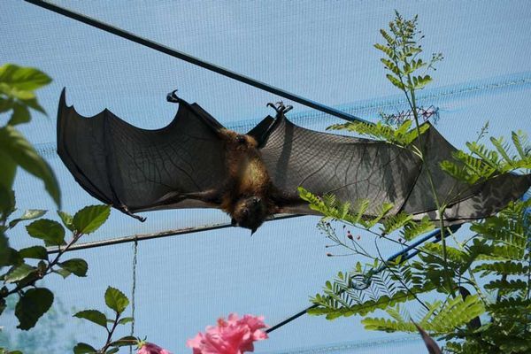 Giant Fruit Bat