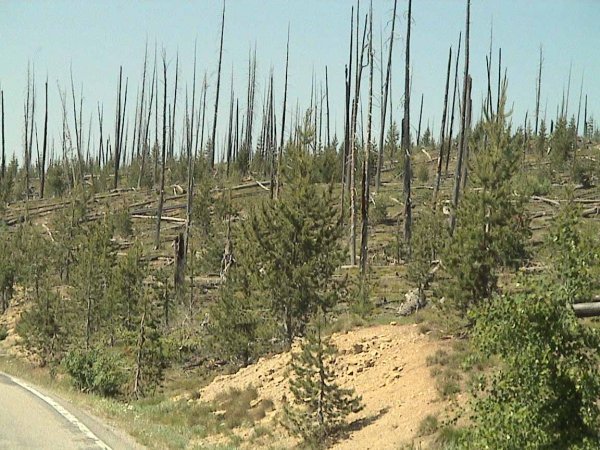 Yellowstone recovery from fire