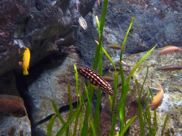 Cannery Row Aquarium, Monteray