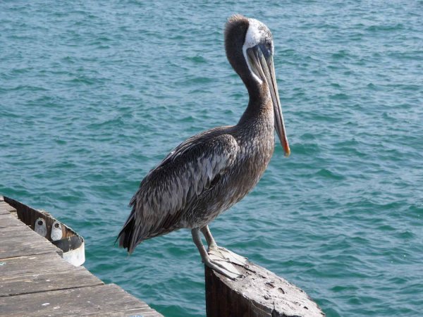 Pelican on Santa Barbara Pier