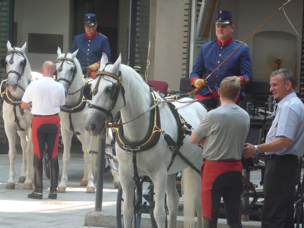 Preparing to exercise the horses
