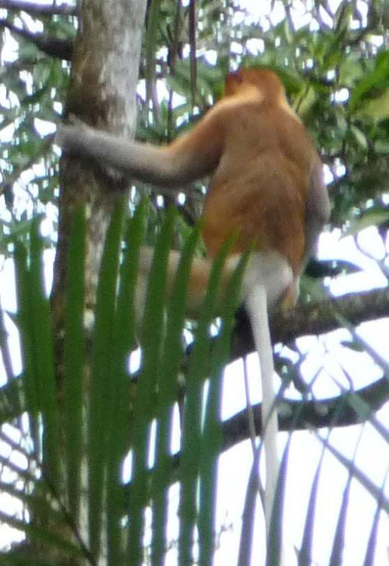 Proboscus Monkey