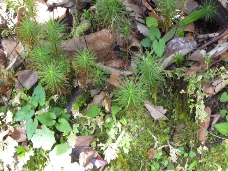 World's tallest moss