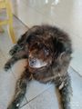 Old Bear, patron pupper of the homestay.