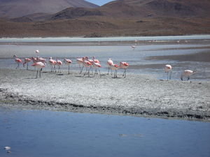 more flamingos