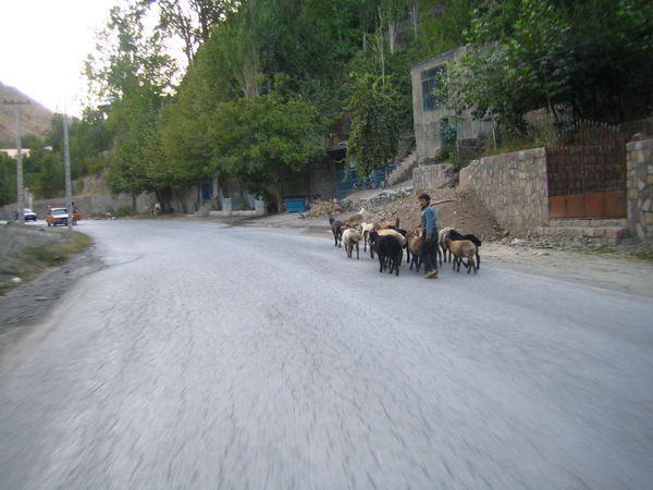 Mashhad - Boy shepherd with sheep