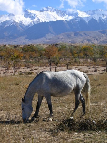 Horse and mountains