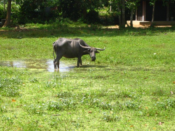 Angkor - Water Buffalo
