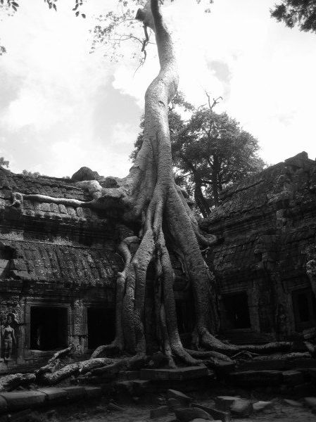 Angkor -  Ta Prohm