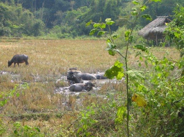 Buffalos in rice fields