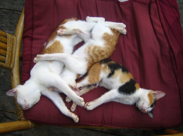 Luang Prabang - Lazy cats