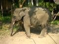 Luang Prabang - Baby elephant in camp