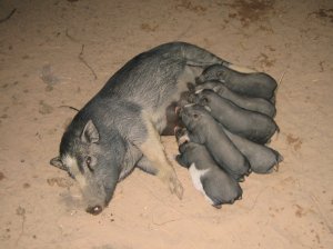 Nalan - pigs are part of the village life!