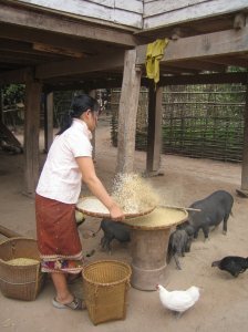 Nalan - Rice preparation