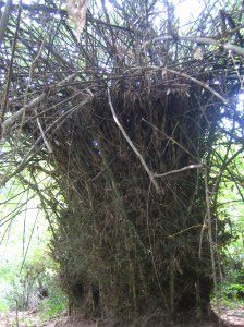 Trek - Bamboo tree