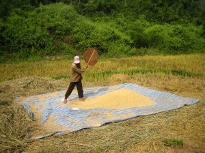 Man working in the rice fields near Nam Goy