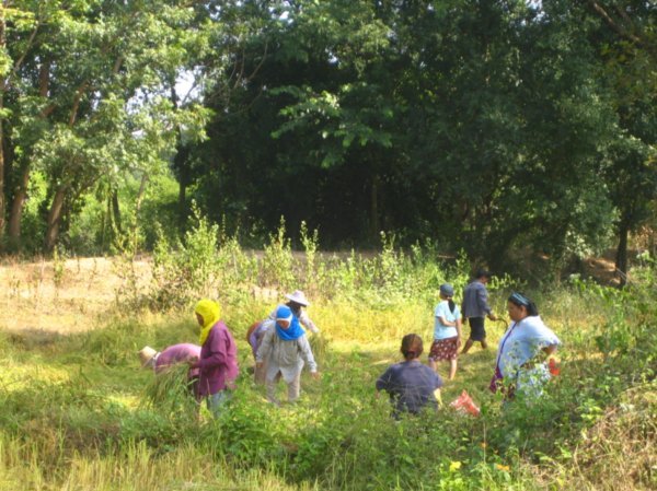 Sukhothai Historical Park - Poeple working in fields