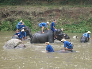 Thai elephant conservation center - Elephant bath