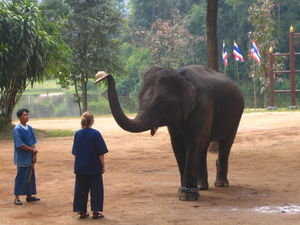 Thai elephant conservation center - Elephant show