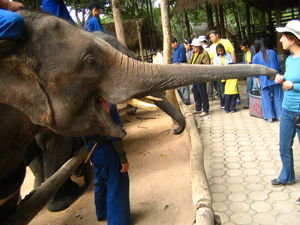 Thai elephant conservation center