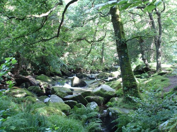 The forest near Shaugh Prior