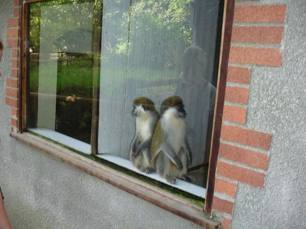 Monkeys at Sparkwell Wildlife Park