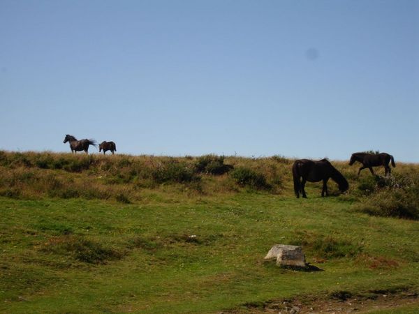 Wild ponies in Dartmoor National Park