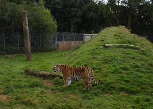 A tiger at Sparkwell Wildlife Park