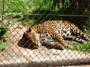 A jaguar at Sparkwell Wildlife Park