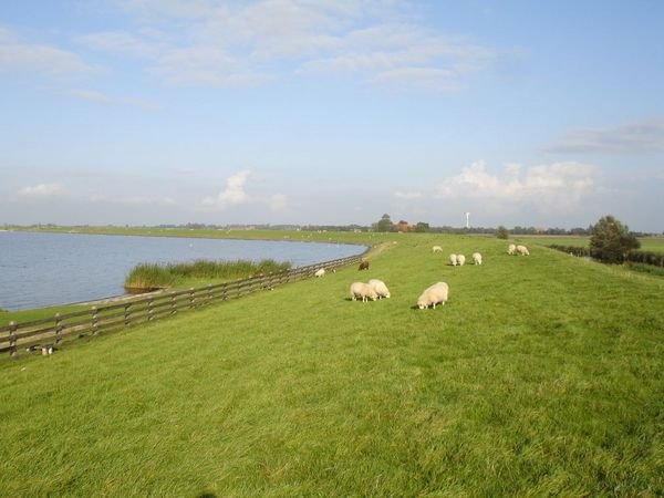 Sheep grazing the canal south of Hindeloopen