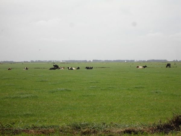 More cows grazing