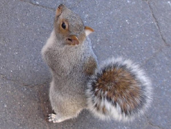 Squirrell in Madison Square Park