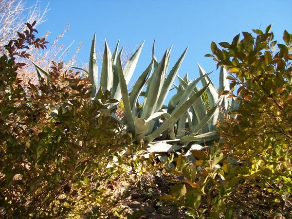 agave en strak blauwe lucht!