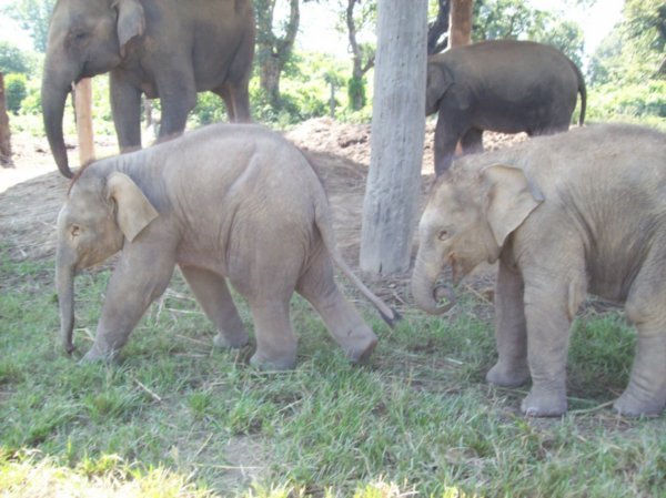 elephant breeding centre Chitwan