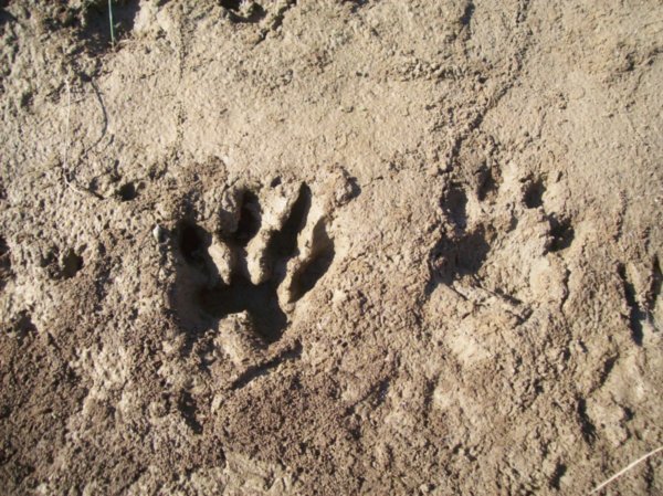 tiger footprint!