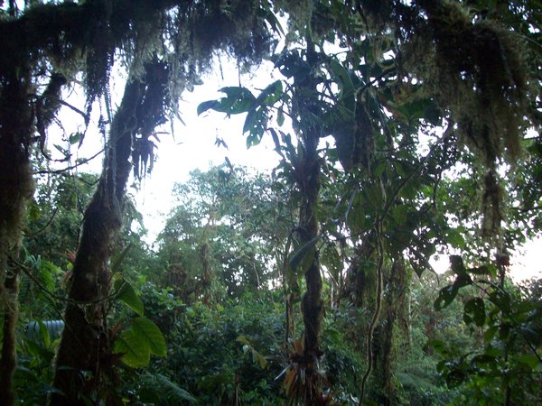 Mindo cloudforest