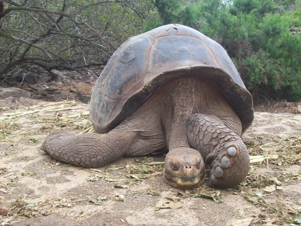 Great Tortoise