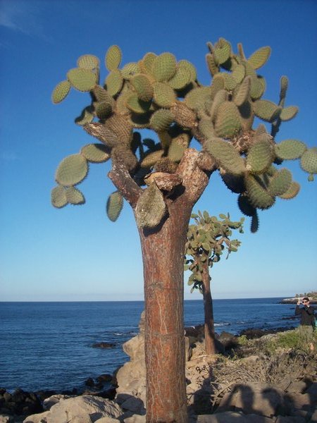 cactus Santa Fe