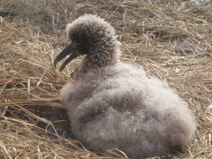 albatros jong