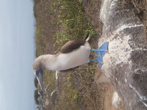 Blue Footed Boobie