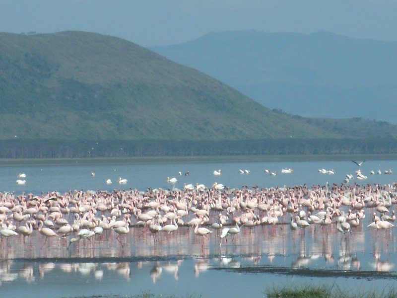 flamingo's en pelikanen